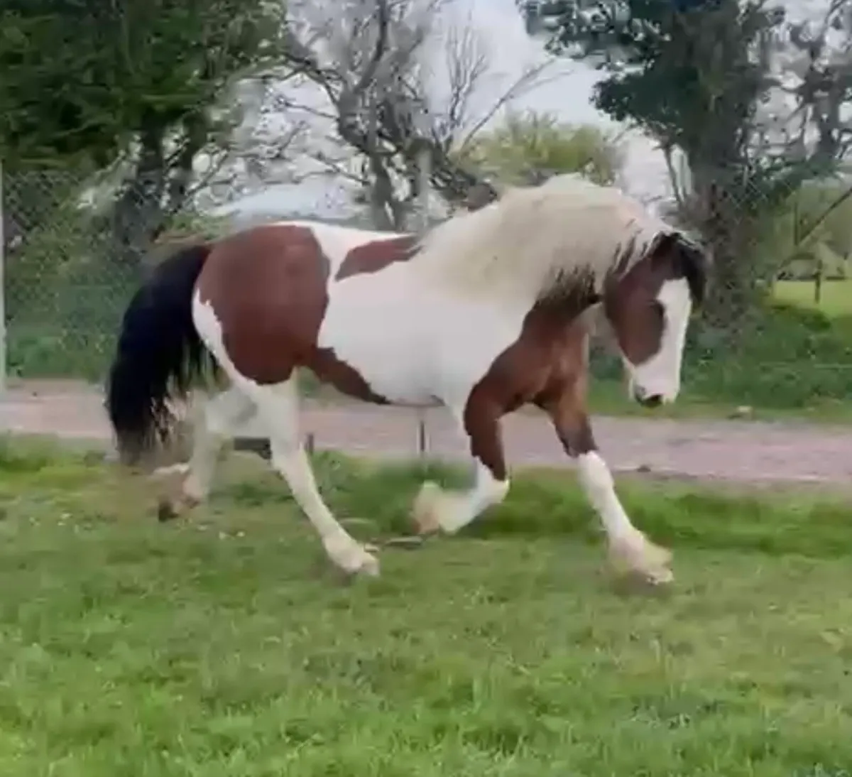 Show Cob Filly - Image 2