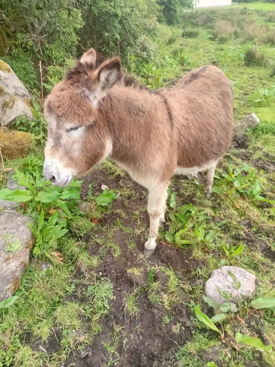 Donkeys - Image 1
