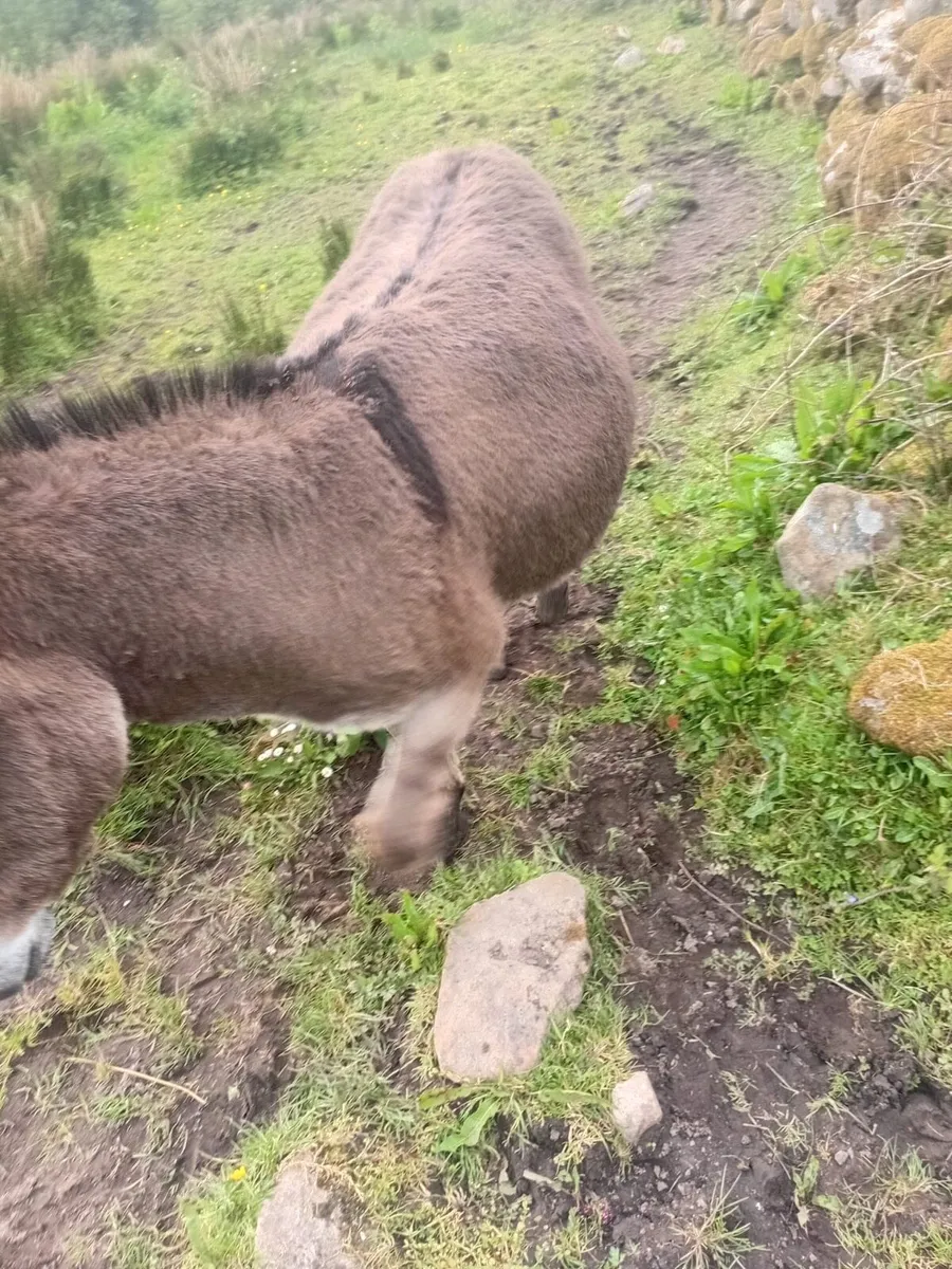 Donkeys - Image 2