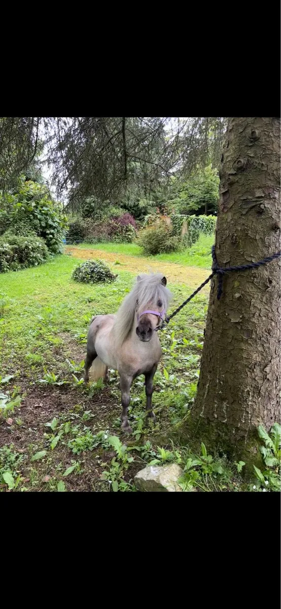 Miniature stallion - Image 1