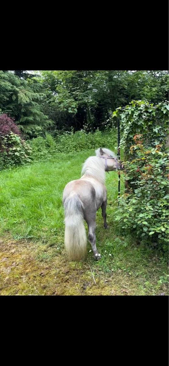 Miniature stallion - Image 2