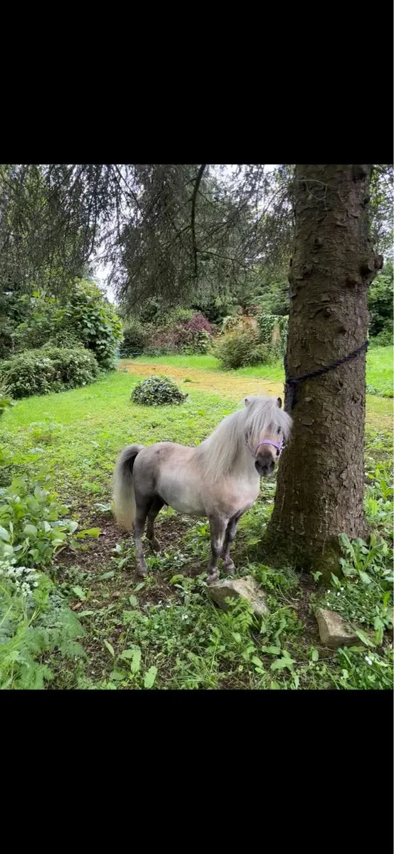 Miniature stallion - Image 3