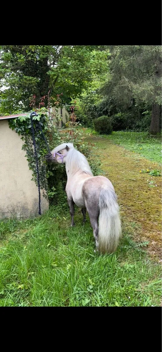 Miniature stallion - Image 4