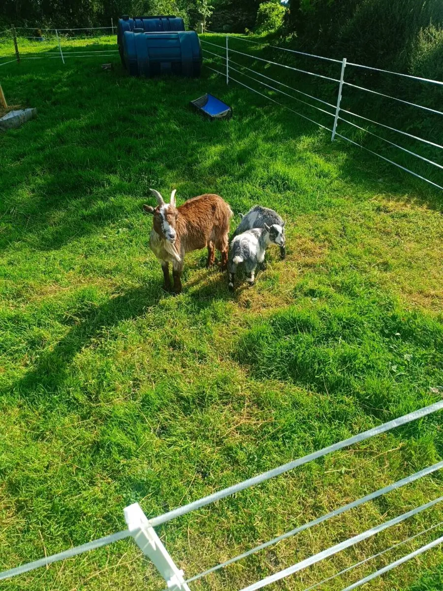 Pygmy goats - Image 1