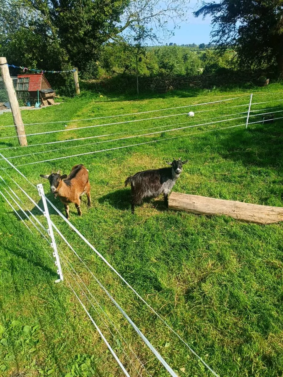Pygmy goats - Image 2