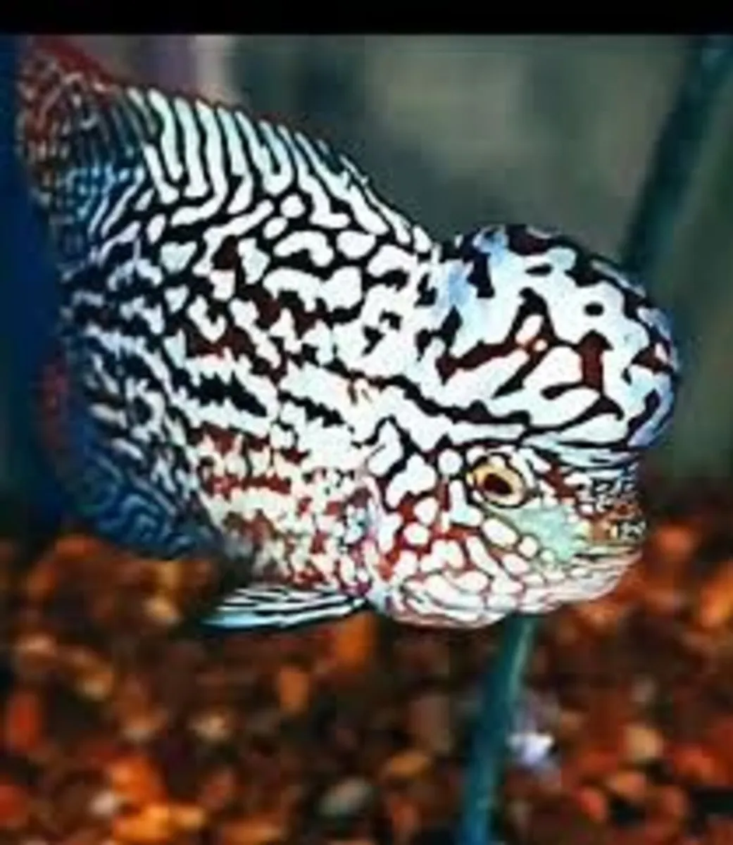 Flowerhorn Fish - Image 3