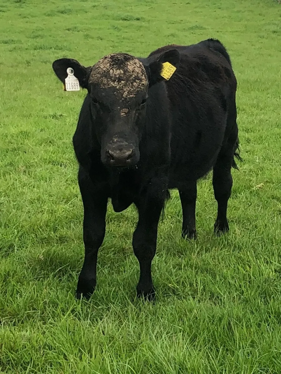Weanling - Image 1