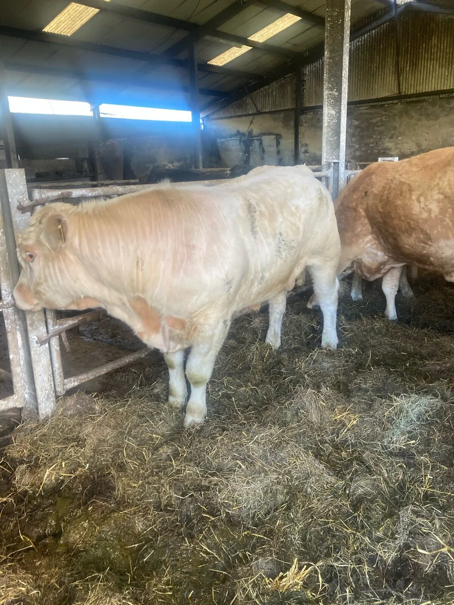 Charolais Bull - Image 1