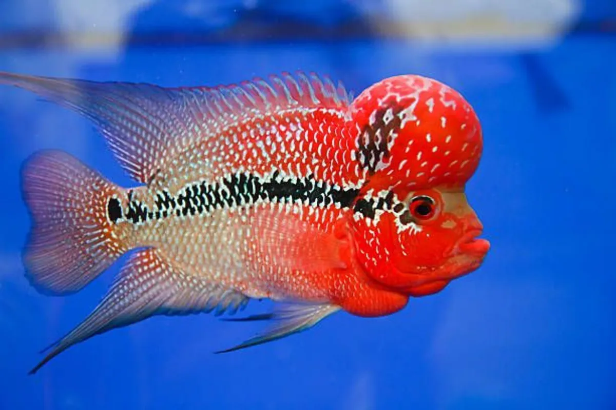 Flowerhorn Fish - Image 1