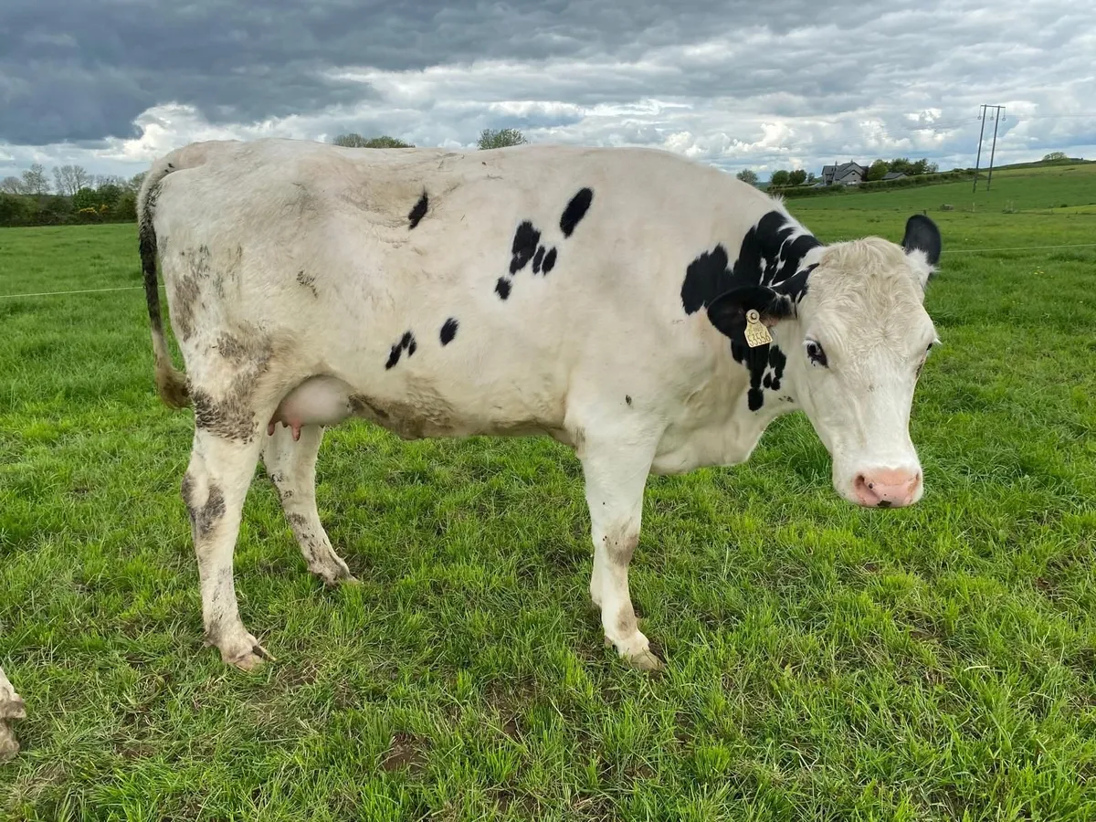 Friesian Heifer - Image 1