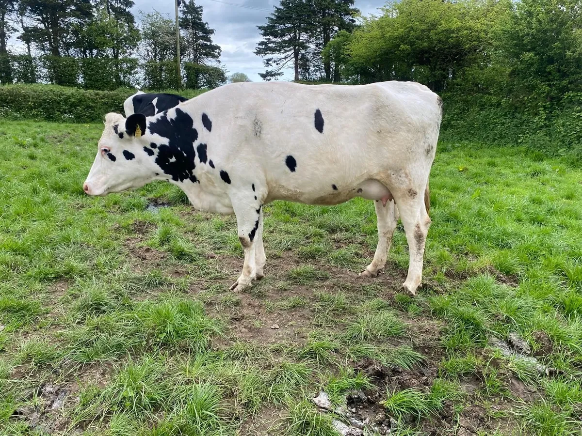 Friesian Heifer - Image 3