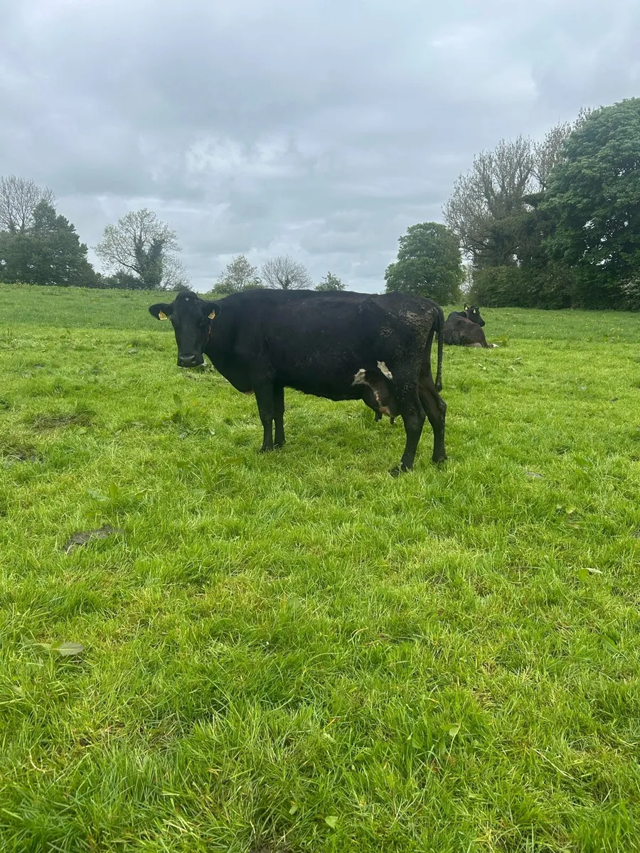 2 cows suitable for calves - Image 2