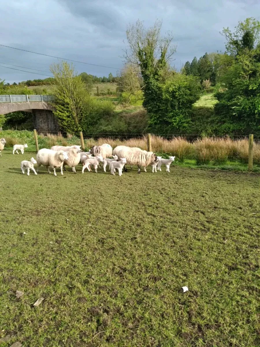 Sheep - Image 1