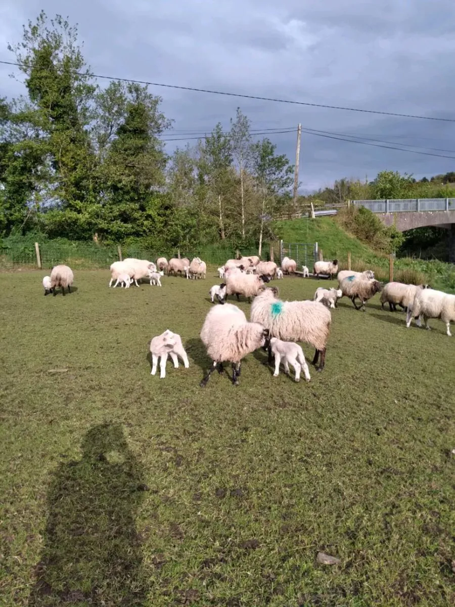 Sheep - Image 2