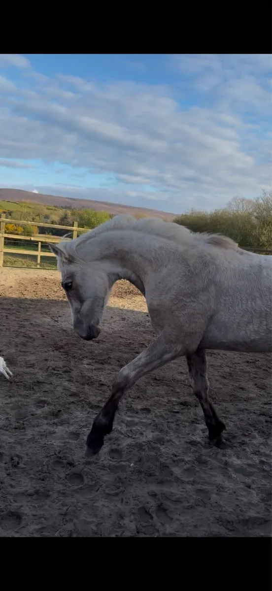 Yearling palomino colt - Image 1