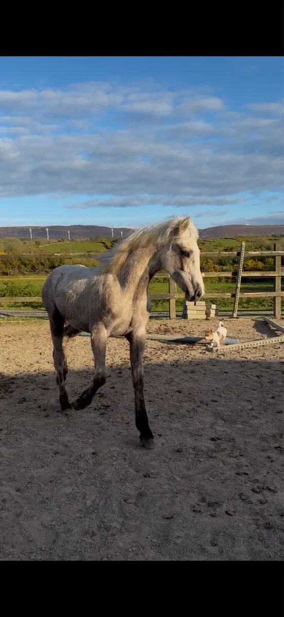 Yearling palomino colt - Image 2