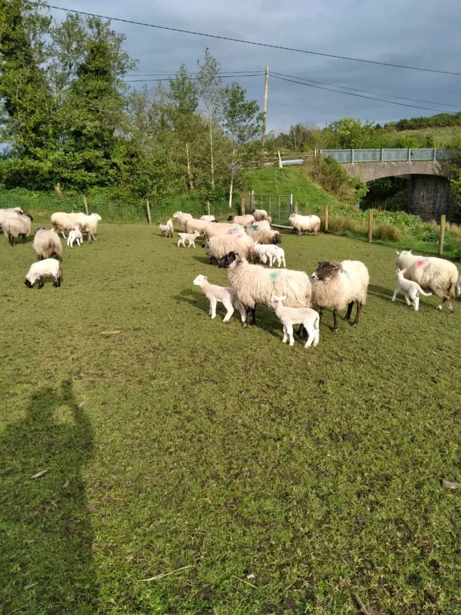 Sheep - Image 4