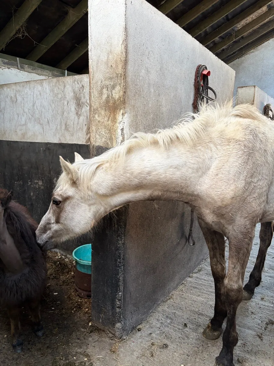 Yearling palomino colt - Image 3