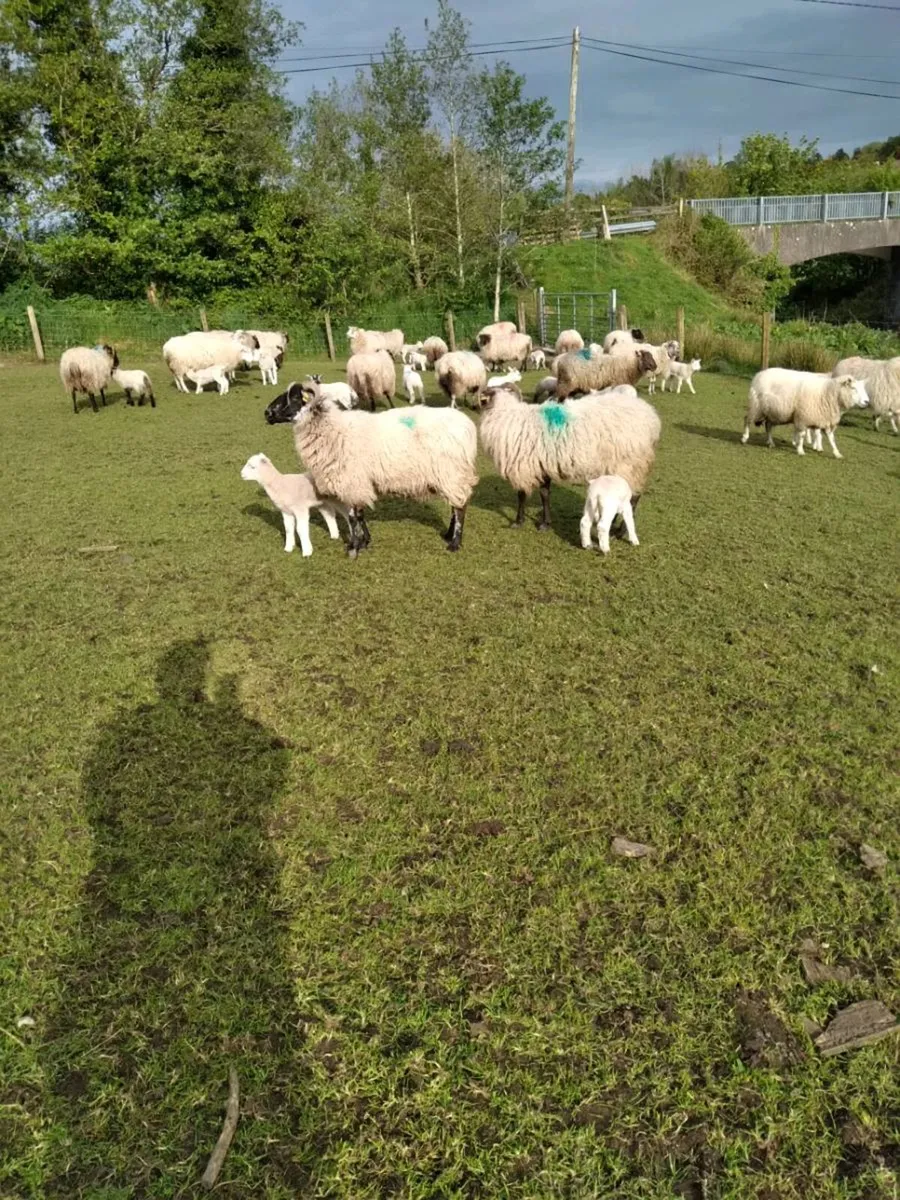 Sheep - Image 3