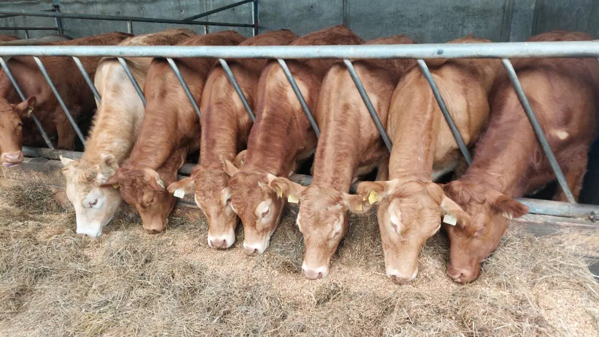 Heifers - Image 1