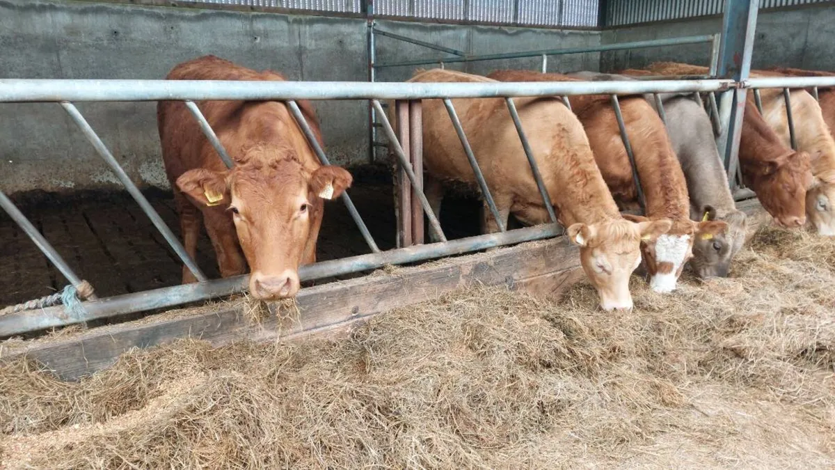 Heifers - Image 2