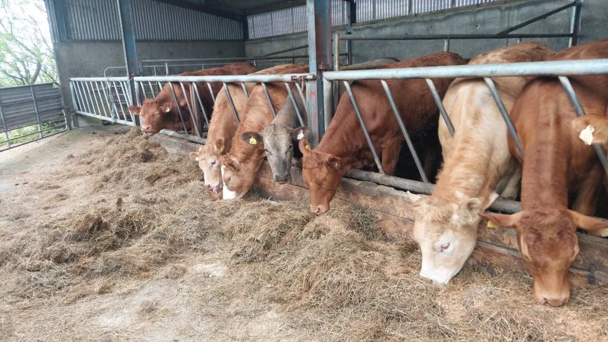 Heifers - Image 3