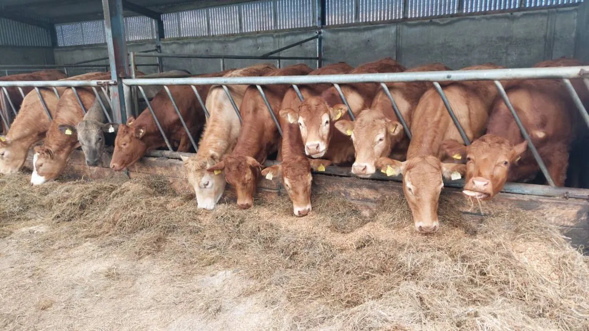 Heifers - Image 4