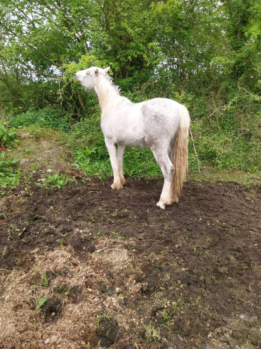 Filly Irish draught cob - Image 4