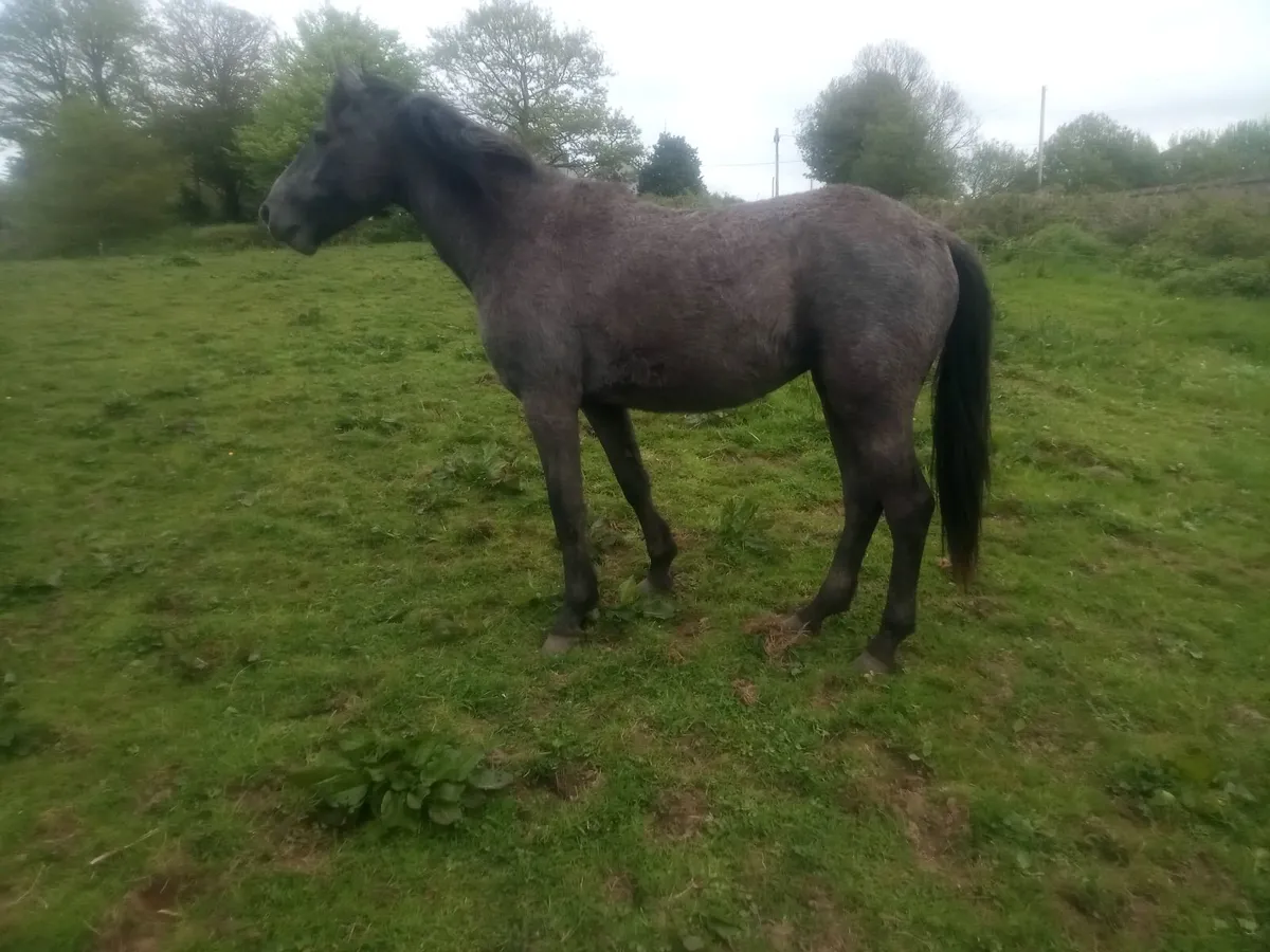 2yo Connemara filly - Image 1