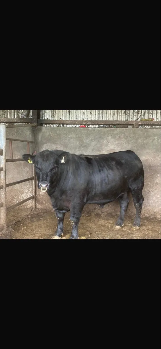 Great 2 year old AA bull for sale - Image 1