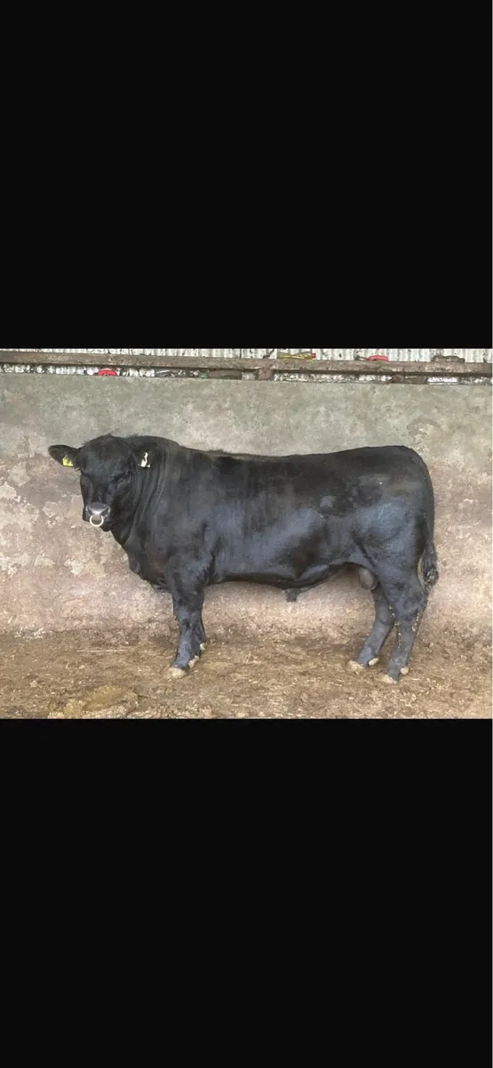 Great 2 year old AA bull for sale - Image 2