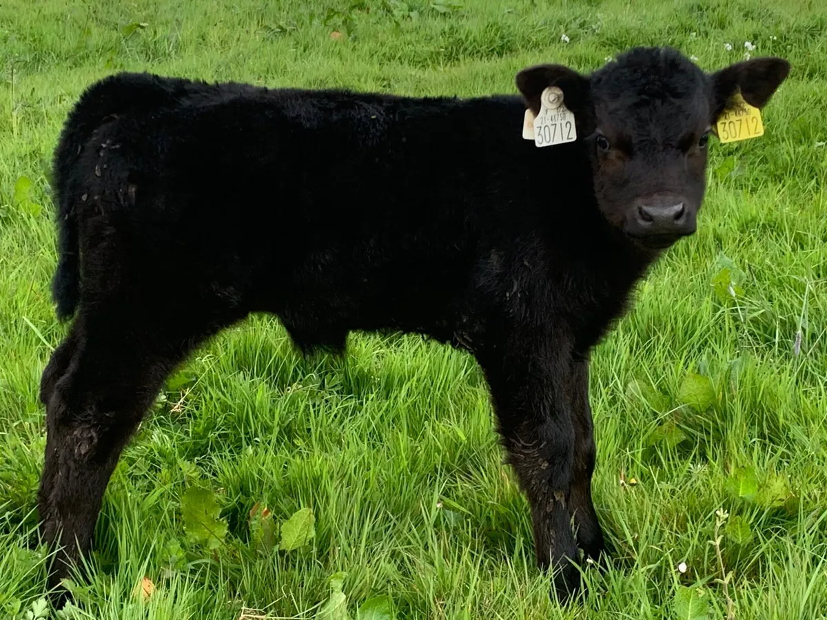 Great 2 year old AA bull for sale - Image 3