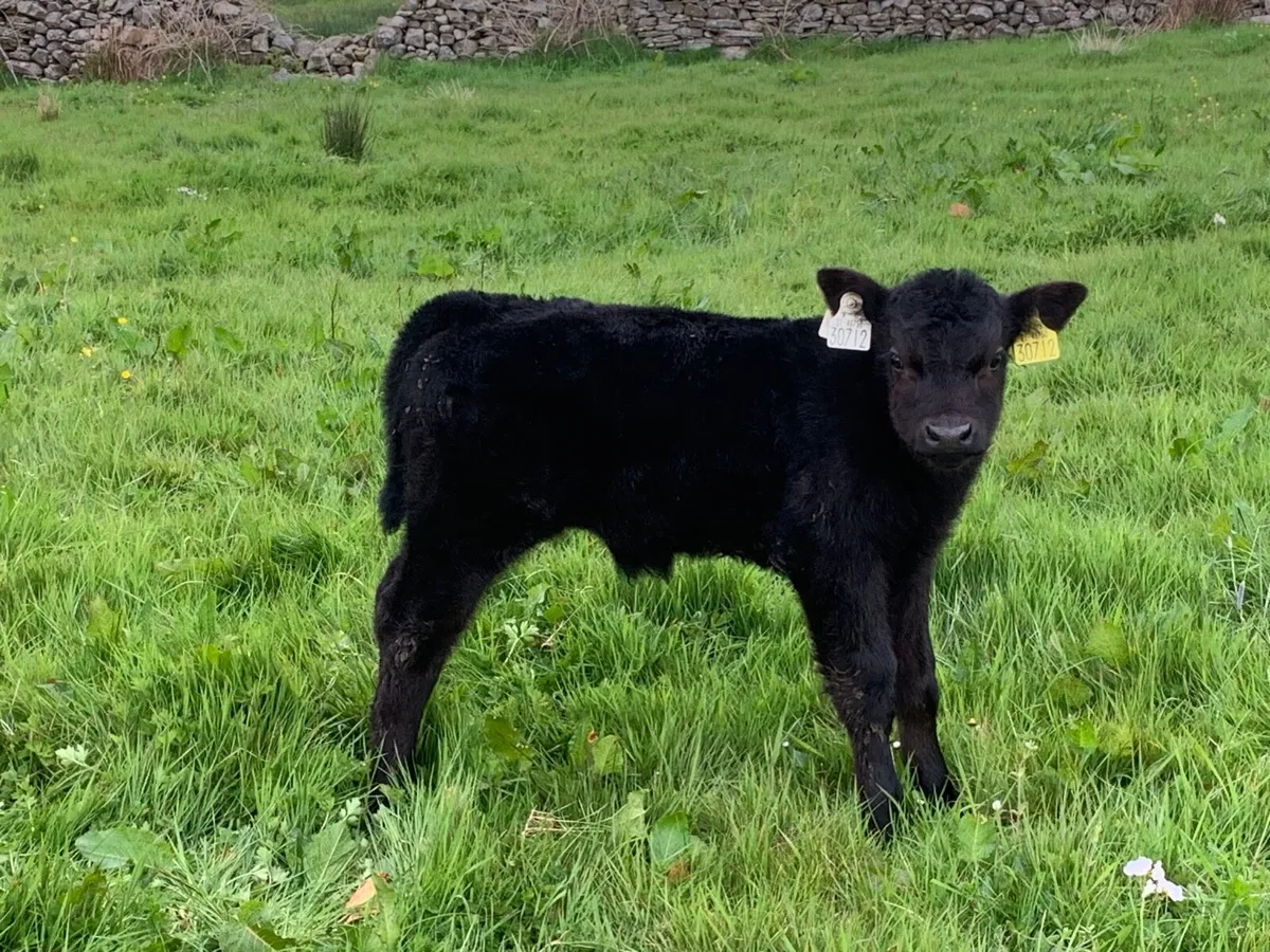 Great 2 year old AA bull for sale - Image 4