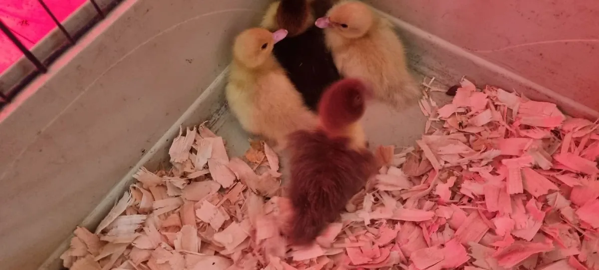 Muscovy ducklings - Image 4
