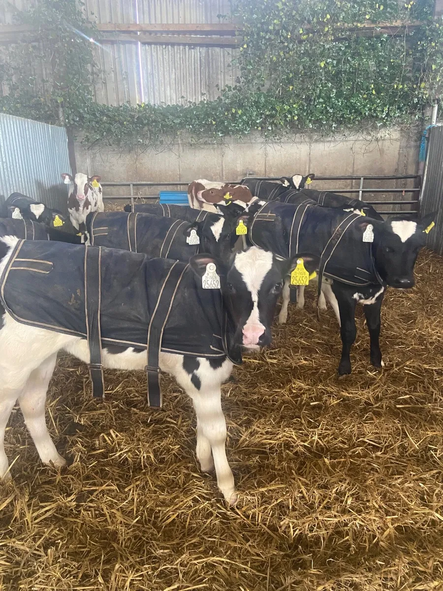 Friesian heifer calves - Image 1