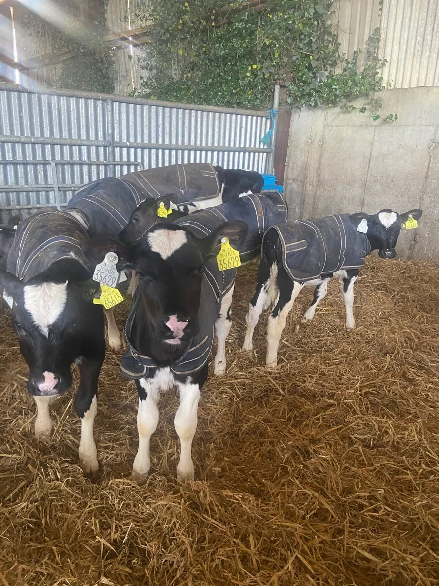 Friesian heifer calves - Image 2