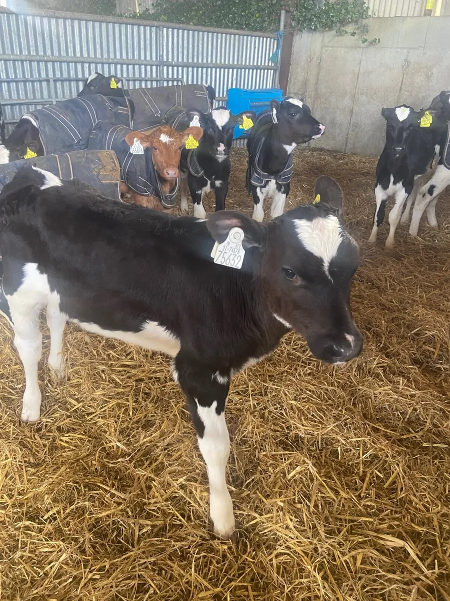 Friesian heifer calves - Image 3