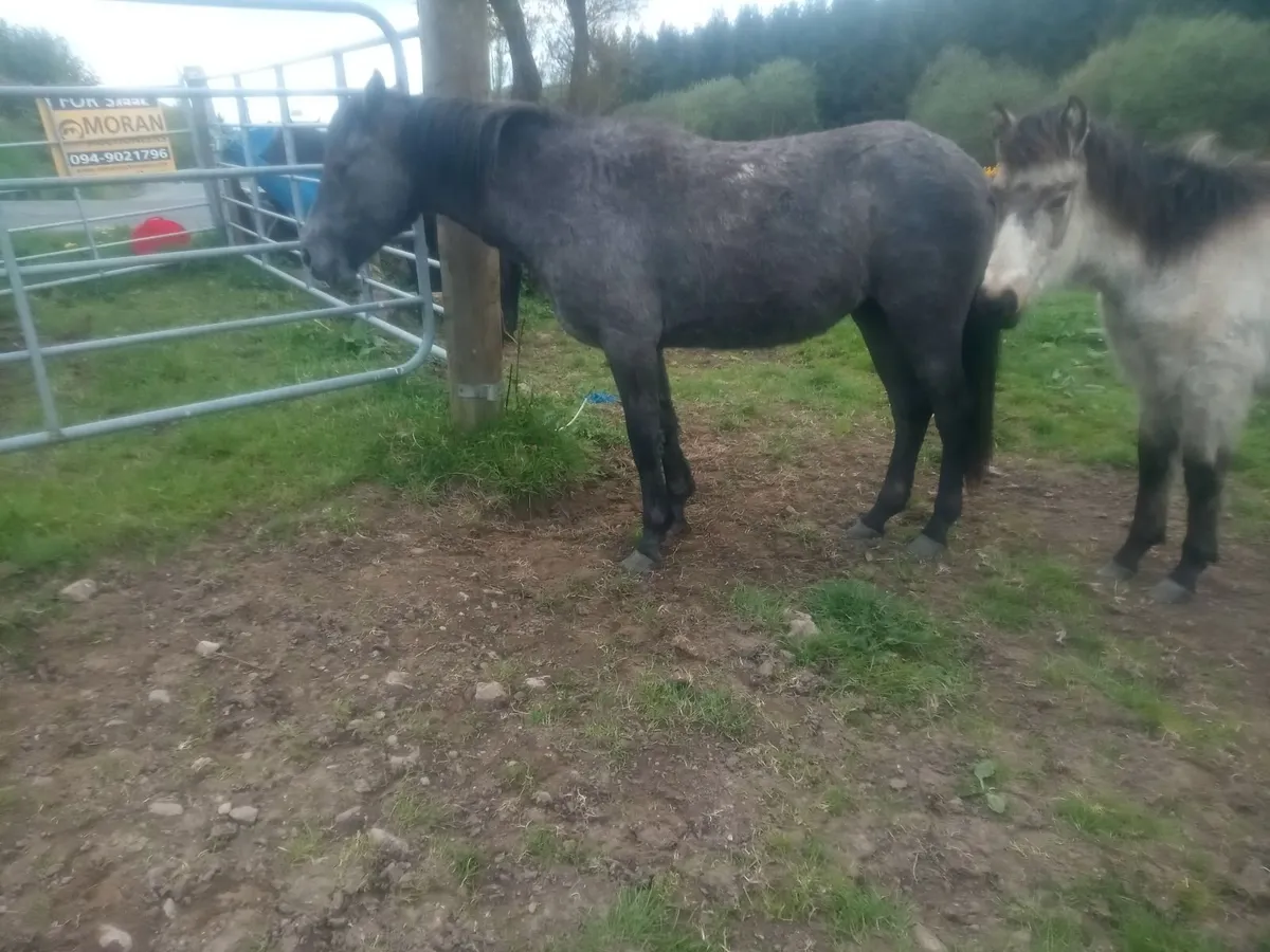 2yo Connemara filly - Image 4