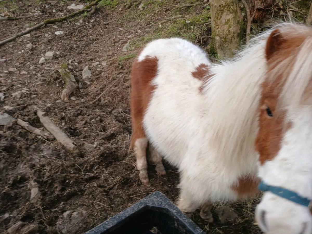 4 year old mare - Image 4