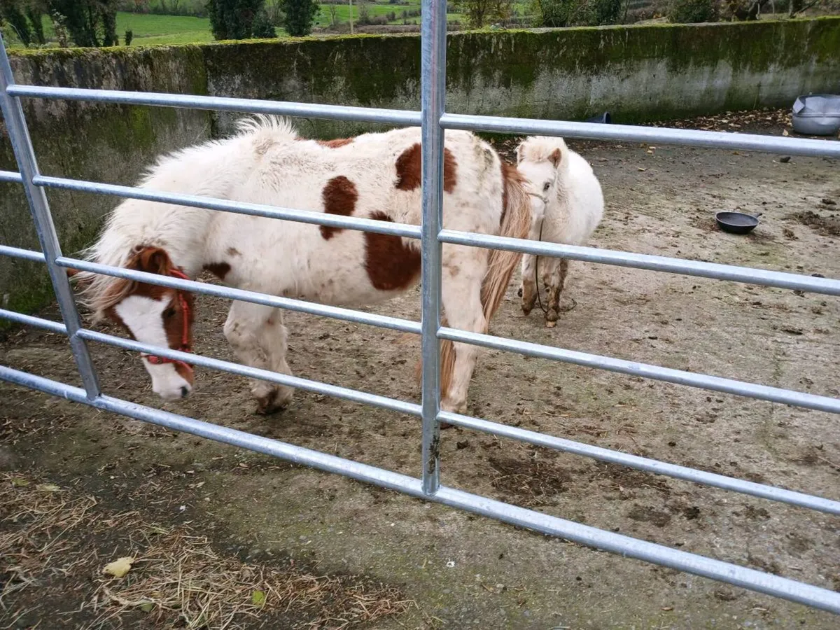 4 year old mare - Image 1
