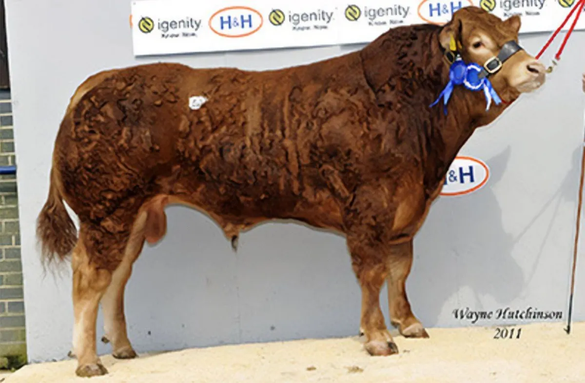 Pedigree Limousin Bulls for Sale in Clare - Image 1