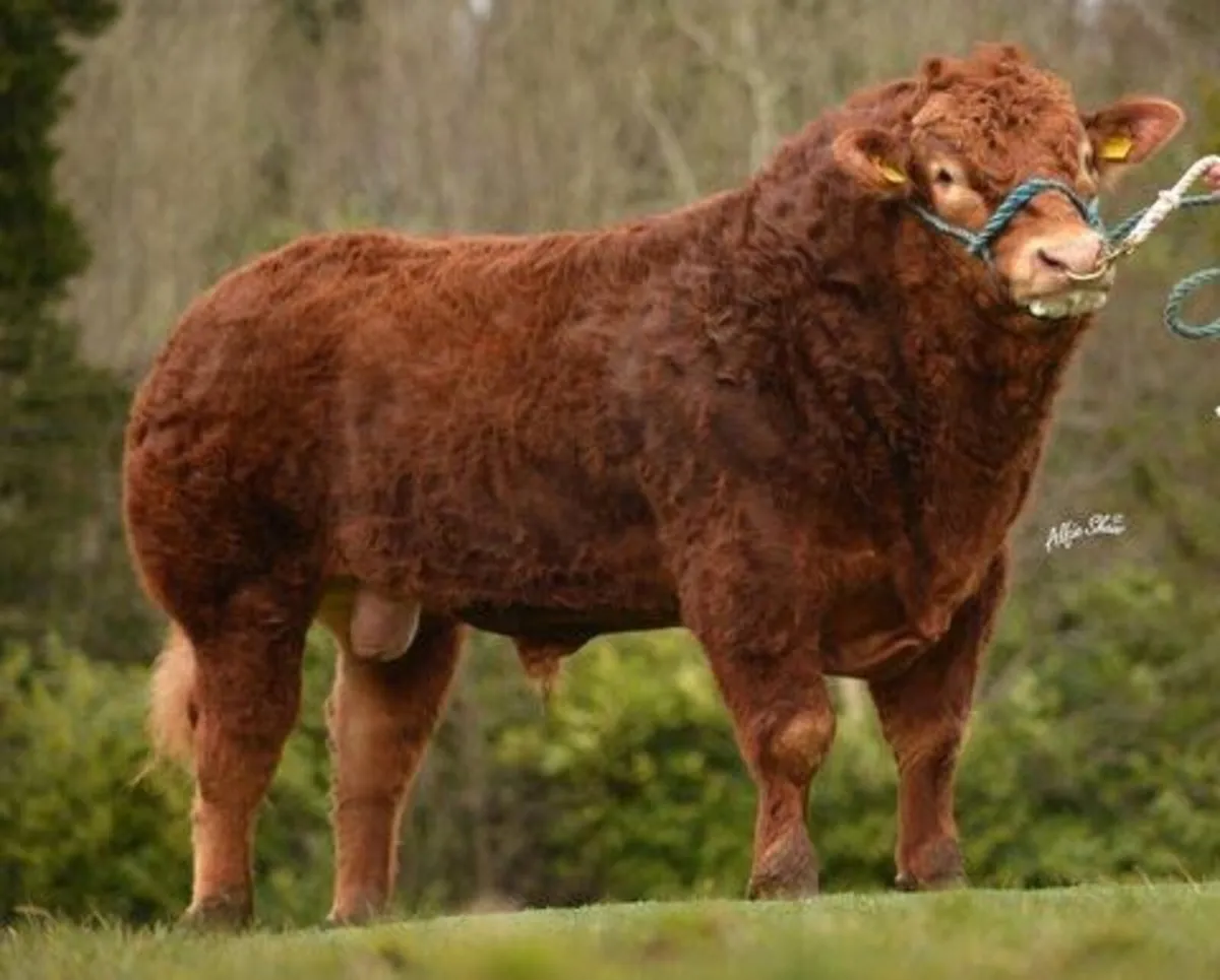 Pedigree Limousin Bulls for Sale in Clare - Image 2