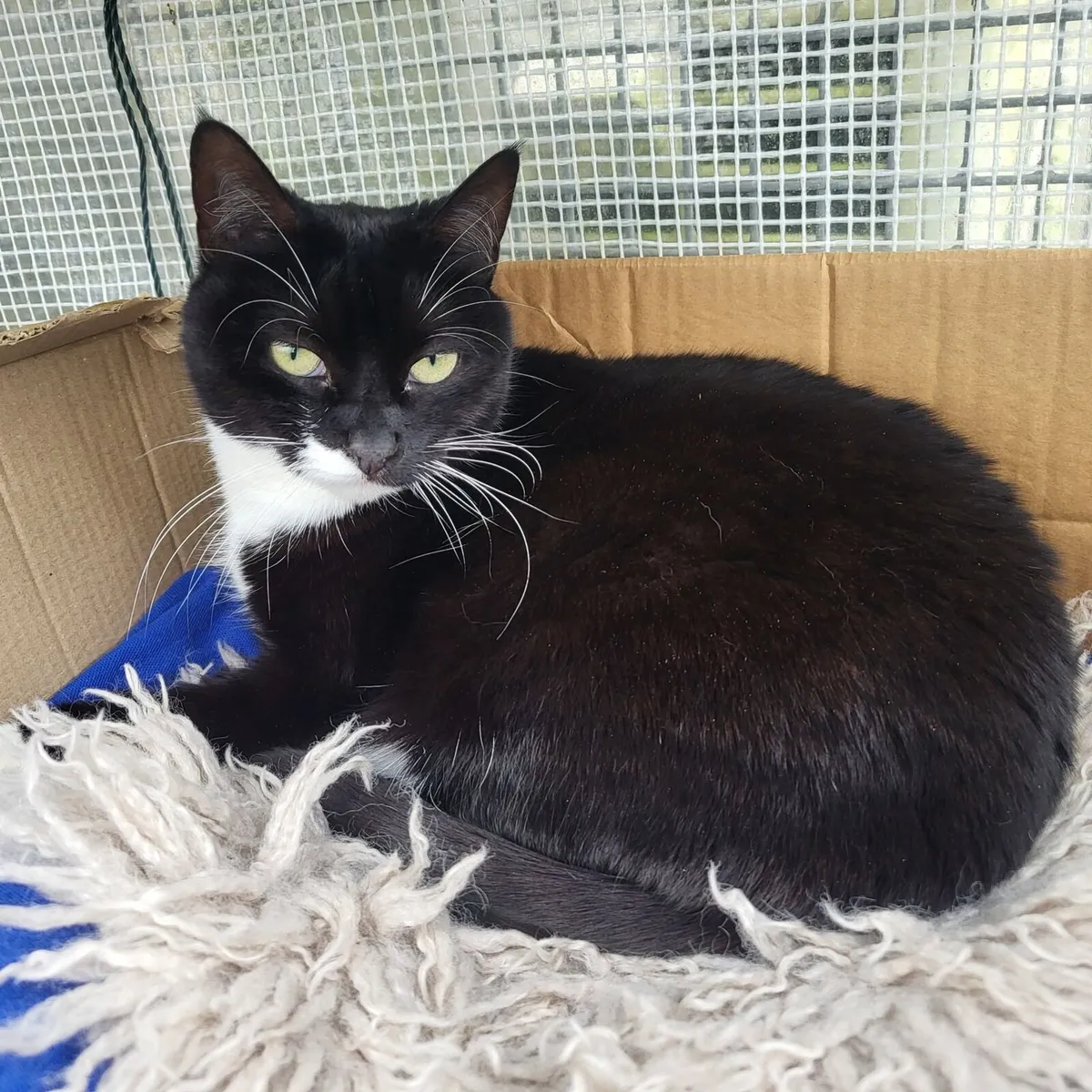 Female cat