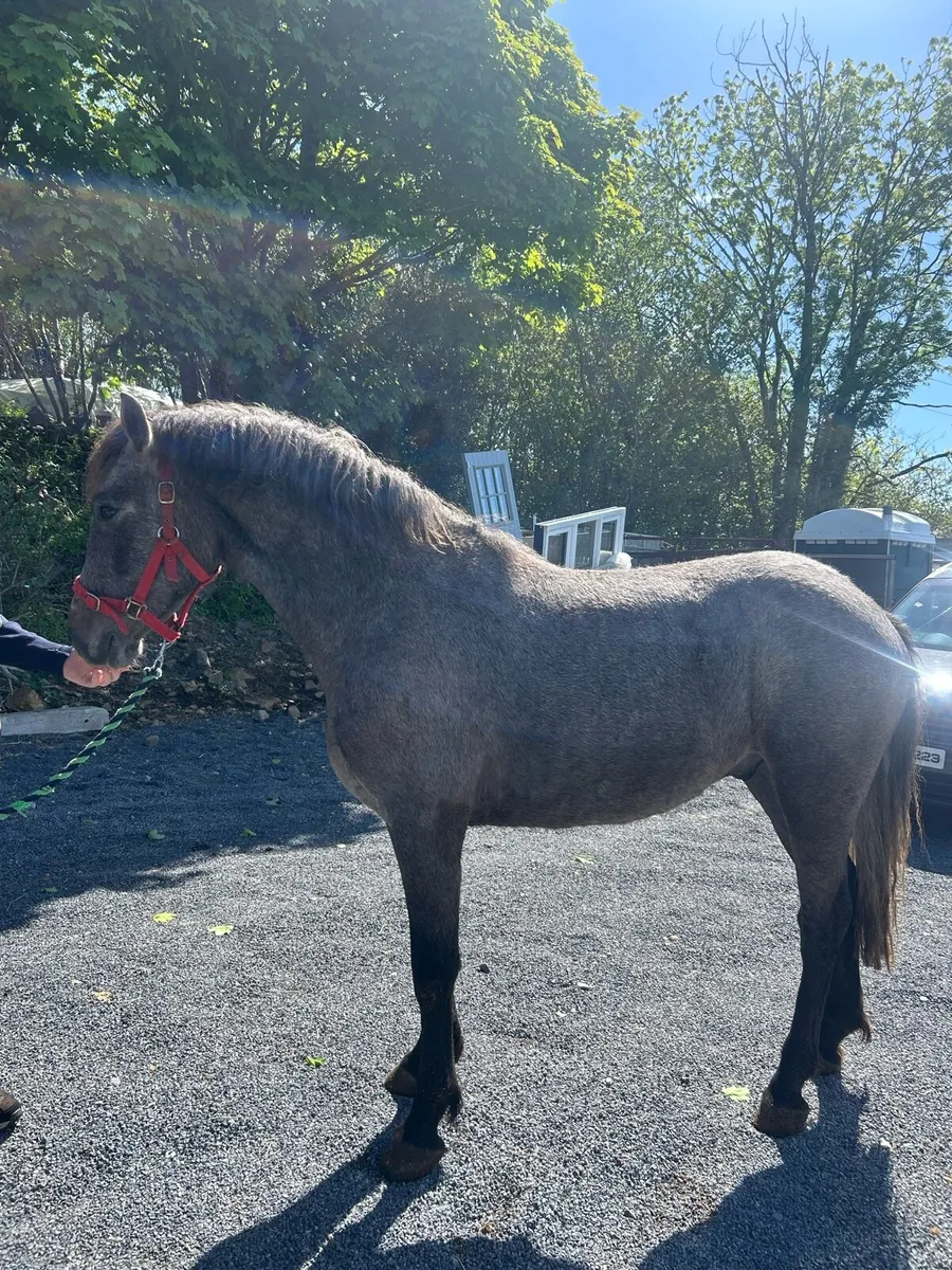 Quailty 3 year old Connemara - Image 2