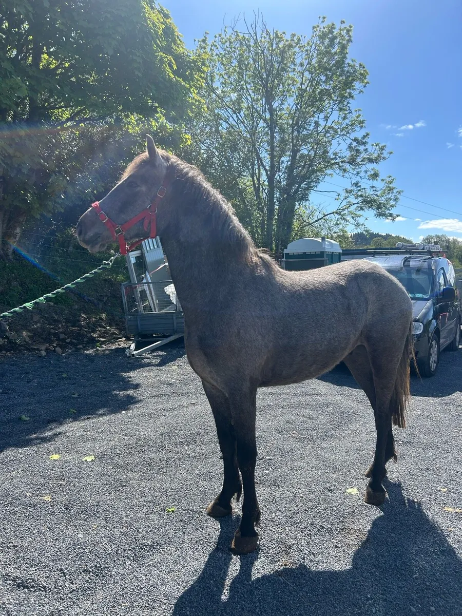 Quailty 3 year old Connemara - Image 3