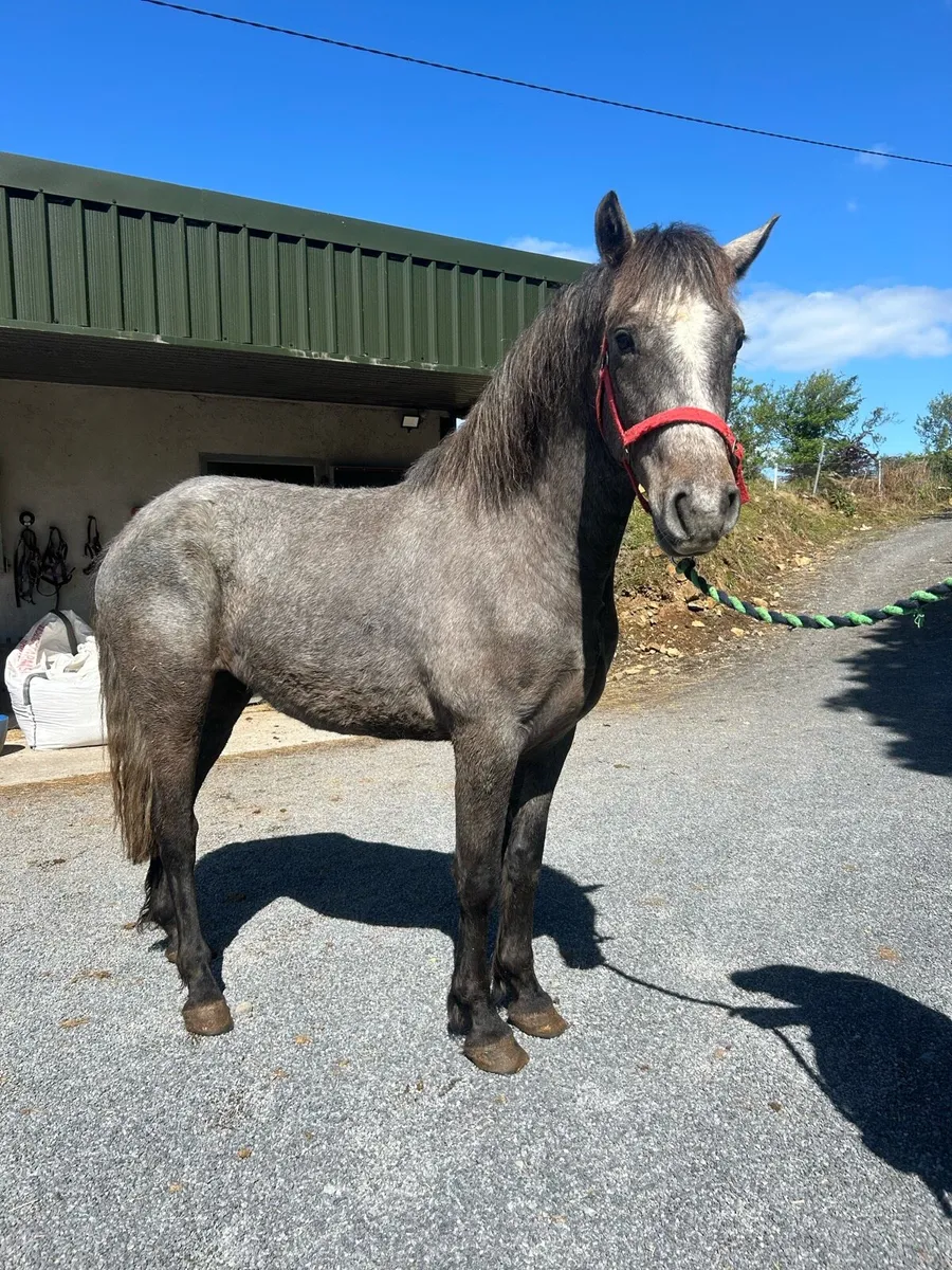 Quailty 3 year old Connemara - Image 4