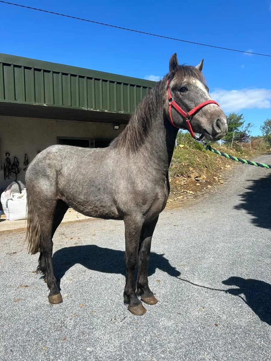Quailty 3 year old Connemara - Image 1