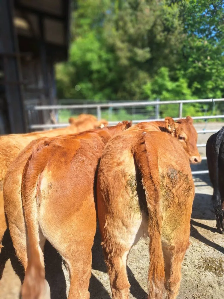 Heifers - Image 1