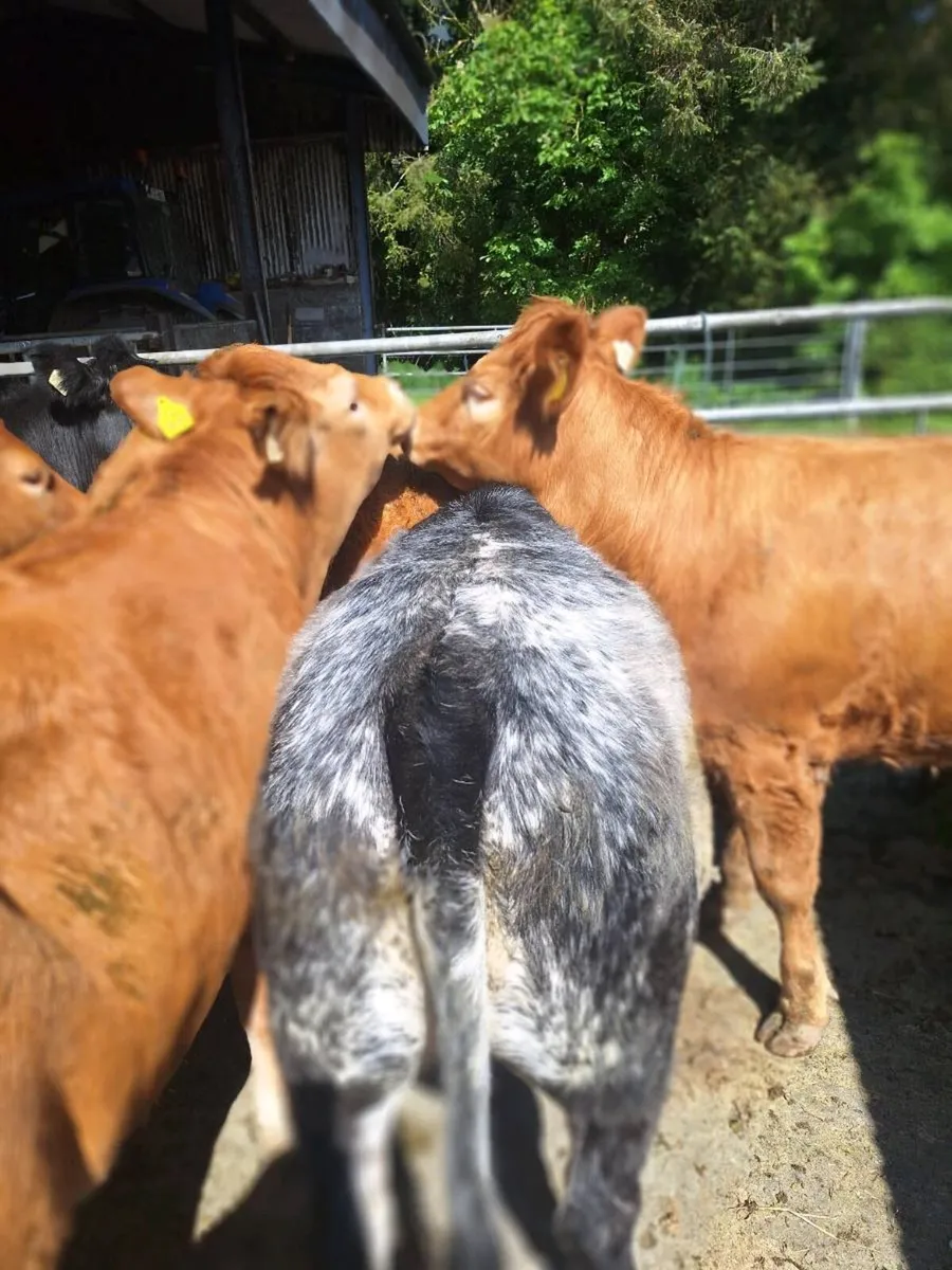 Heifers - Image 2