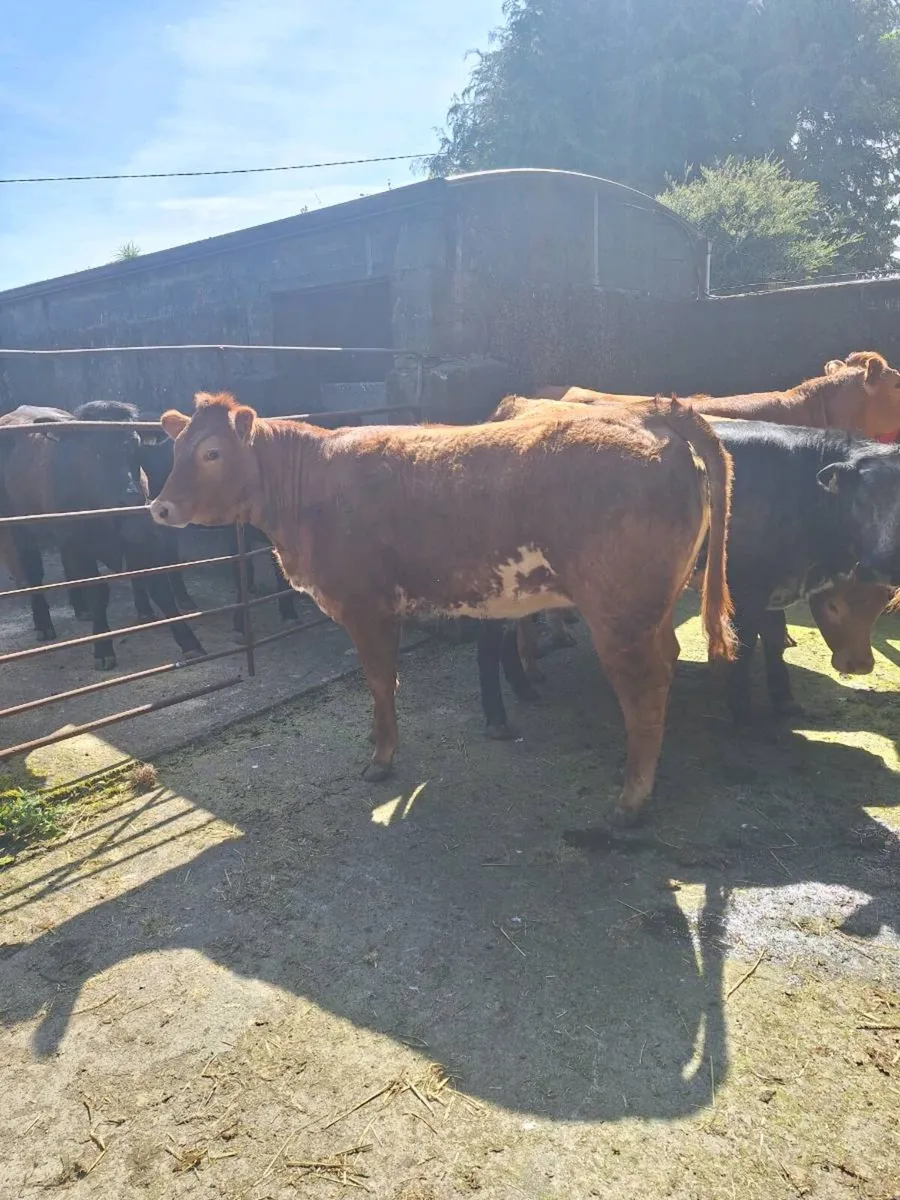 Heifers - Image 3
